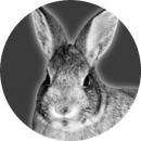 assets/Uploads/_resampled/SetWidth130-coelhos.jpg